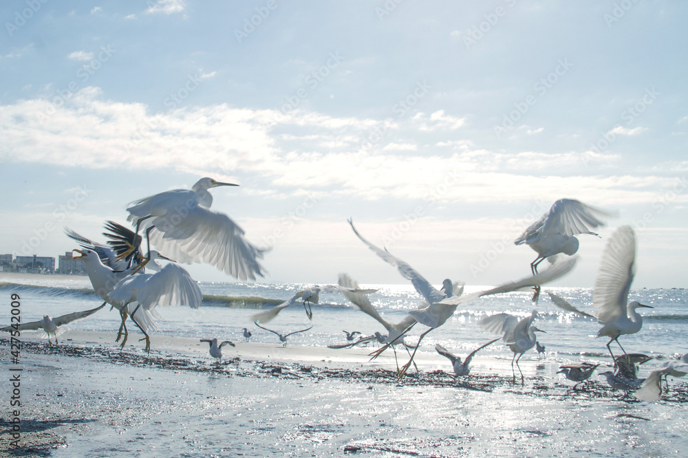 Fototapeta premium gaivotas voando na orla da praia
