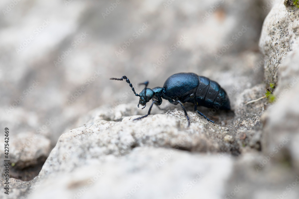 Meloe violaceus femelle rampant au sol Meloe violaceus femelle rampant au sol