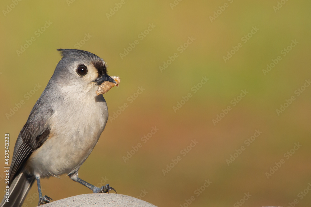 Fototapeta premium Tufted Titmouse sits has caught an insect.