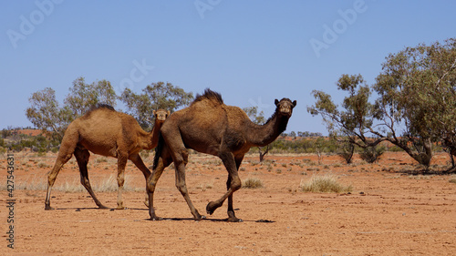 zwei Kamele auf einer Off-Road Straße im Outback in Australien