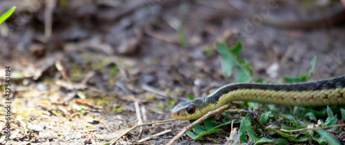 Eastern Garter snake (T. s. parietalis) photographed in Ontario Canada photo
