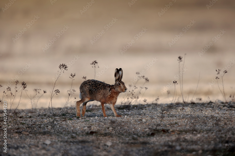 Lièvre d'Europe Lepus europaeus courant le matin sur une surface dégagée