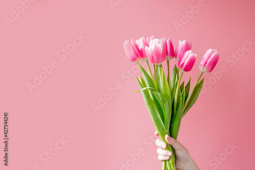 Many Pink tulips on the pink background. © volody10