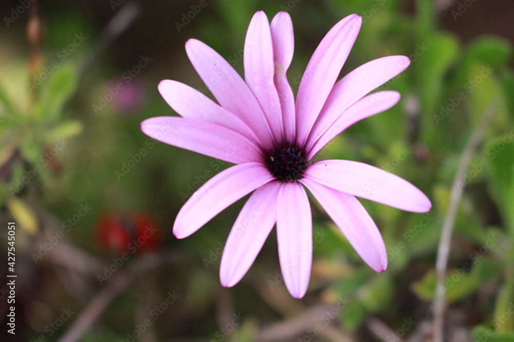 Flower Flower