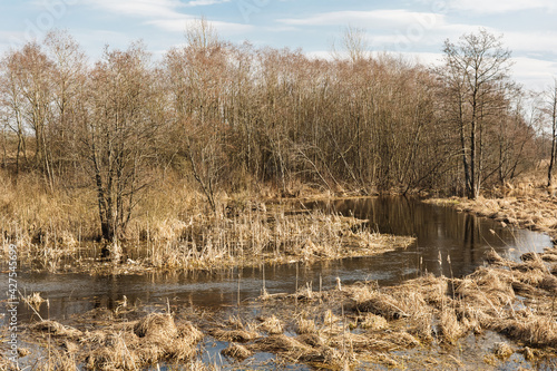 Spring flood of a meandering river in a marshy area with dry grass, trees and reeds. Wildlife landscape on a sunny spring day