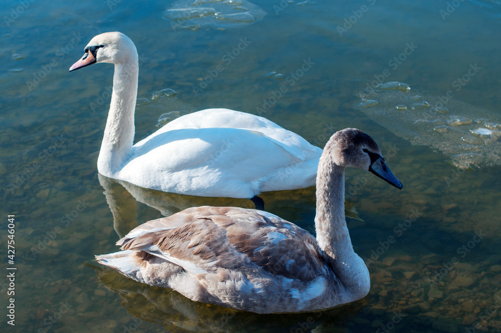 Fototapeta premium white swans group on the lake swim well under the bright sun