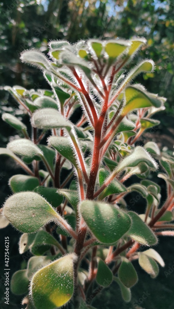 Fototapeta premium aloe vera plant