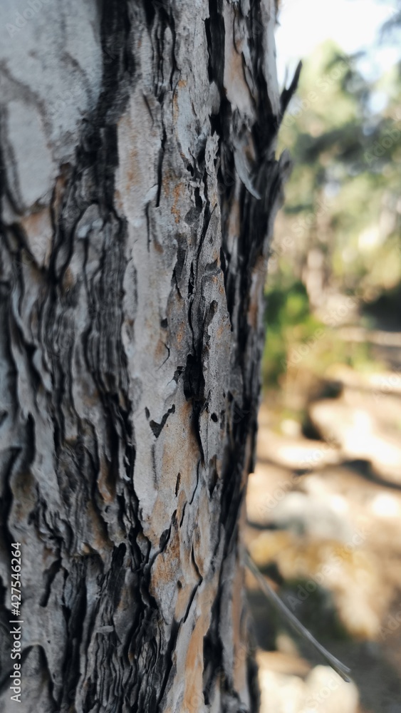 bark of a tree bark of a tree