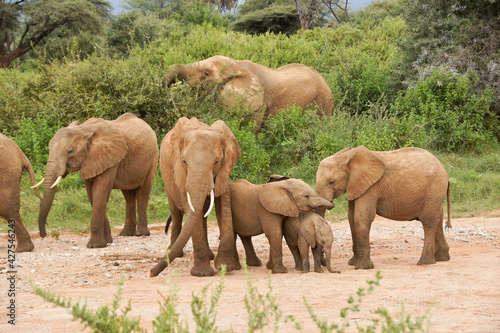 Elephants playing and feeding  Samburu Game Reserve  Kenya