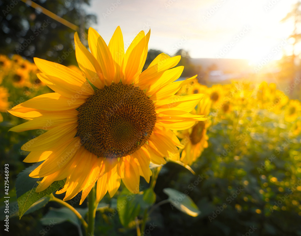 Obraz premium Sunflower in a field of sunflower at sunset. Close-up of beautiful yellow sunflower with golden sunset glow in countryside.