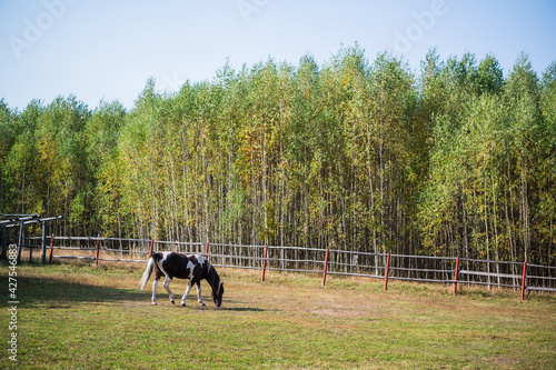 Autumn warm day in the pasture, grazing a lone horse next to the fence