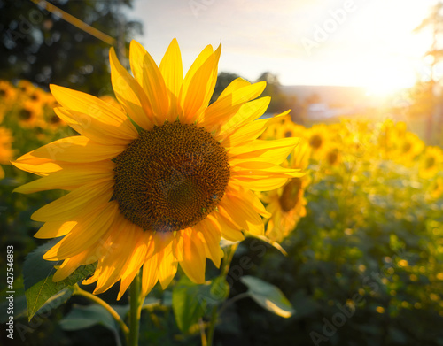 Sunflower in a field of sunflower at sunset. Close-up of beautiful yellow sunflower with golden sunset glow in countryside.