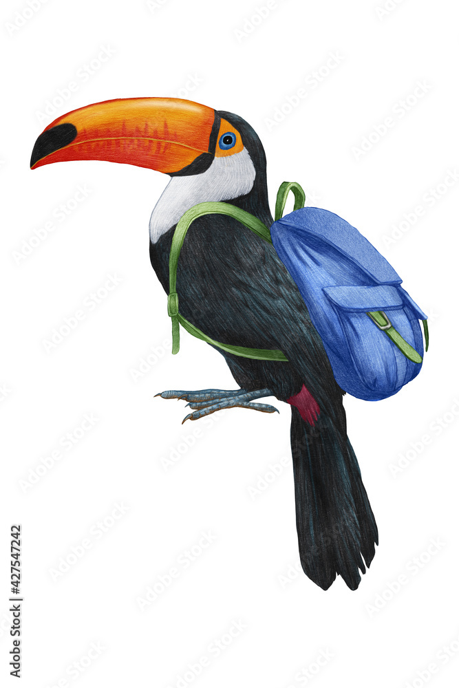 Fototapeta premium Hand-drawn illustration of Toucan with a backpack. Tropical Bird. 
