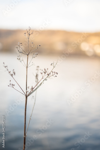 Winterblume an der Donau