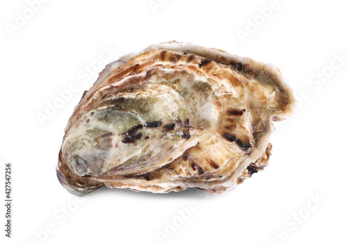 Fresh raw closed oyster isolated on white