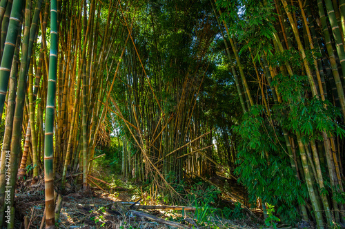 Bamboo forest. Nature and environment.