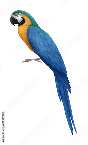 Hand-drawn illustration of Parrot.  Pet. Bird