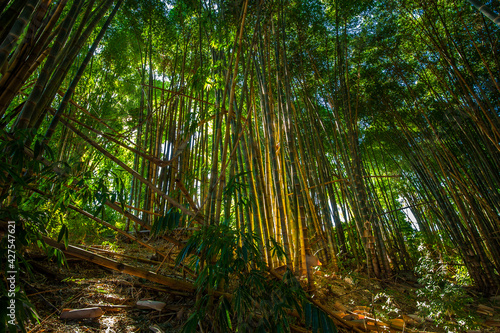 Bamboo forest. Nature and environment.