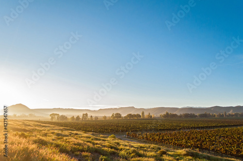 Sunrise at vineyard