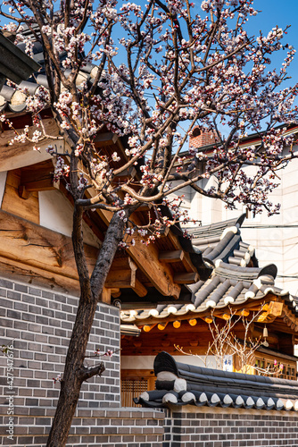 Traditional Korean wooden house in Bukchon Hanok Village, Seoul, in springtime with blooming Sakura tree