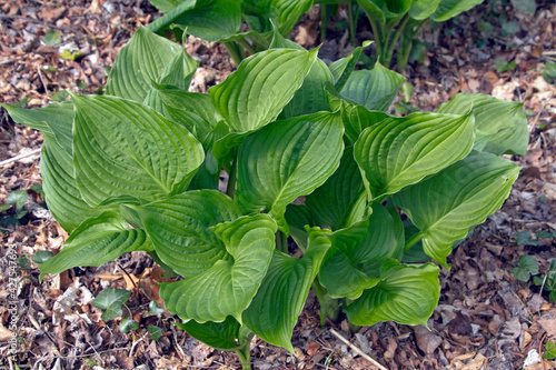 Thriving Hosta Plant Growing Amid Dry Autumn Leaves