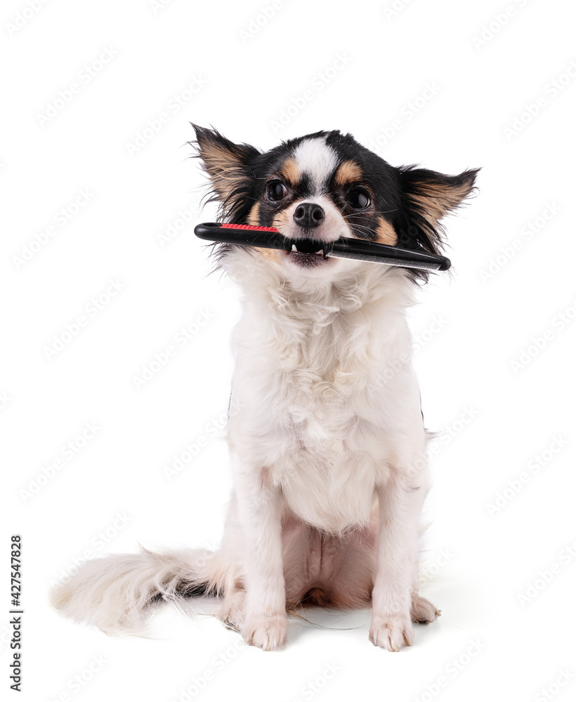 Chihuahua holding a comb in his mouth
