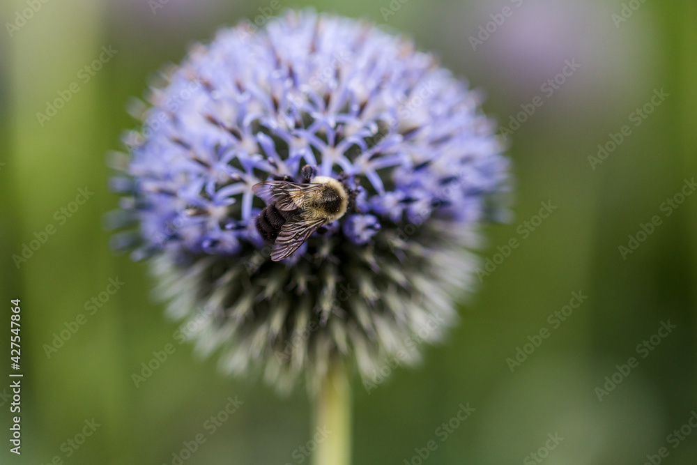 Close up of bumble pee on a purple allium flower head during early spring season. Close up of bumble pee on a purple allium flower head during early spring season.