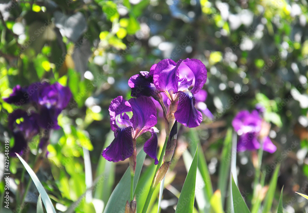 Purple irises in the garden in spring sunny day. Bearded iris. Gardening. Purple irises in the garden in spring sunny day. Bearded iris. Gardening.