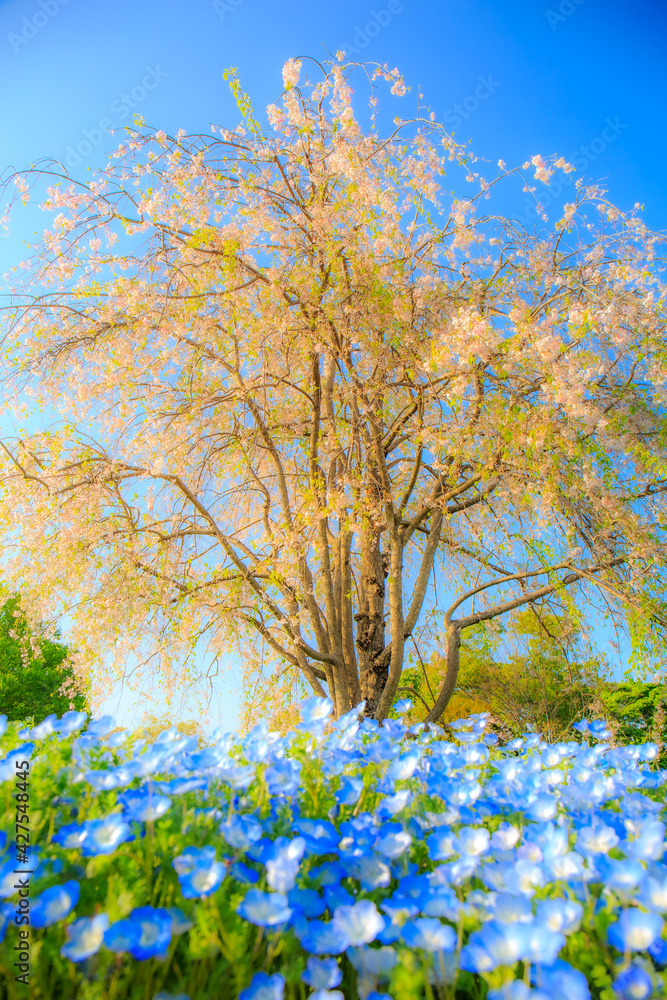 tree in spring