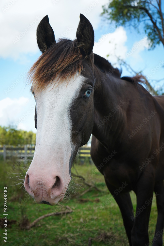 Obraz premium HORSES EATING IN A CORRAL