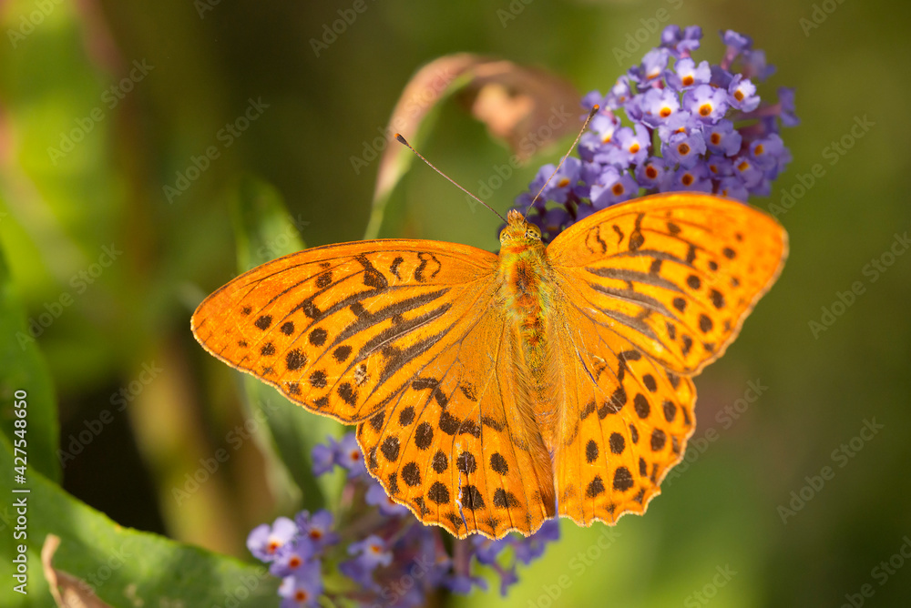 Obraz premium Silver-washed Fritillary (Argynnis paphia) male feeding on nectar from Butterfly Bush (Buddleja davidii)