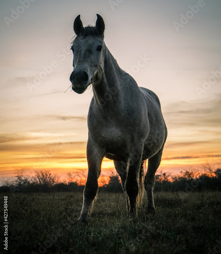 HORSES EATING IN A CORRAL