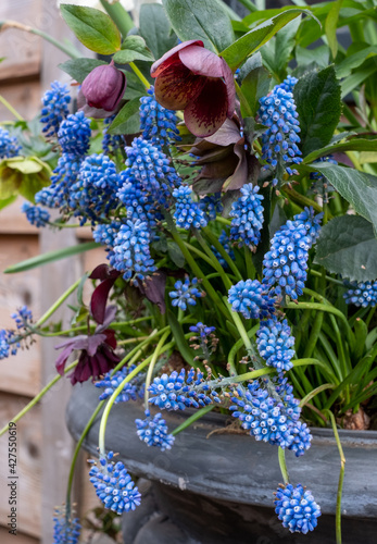 Light blue grape hyacinth muscari flowers planted in a flower bed. photo