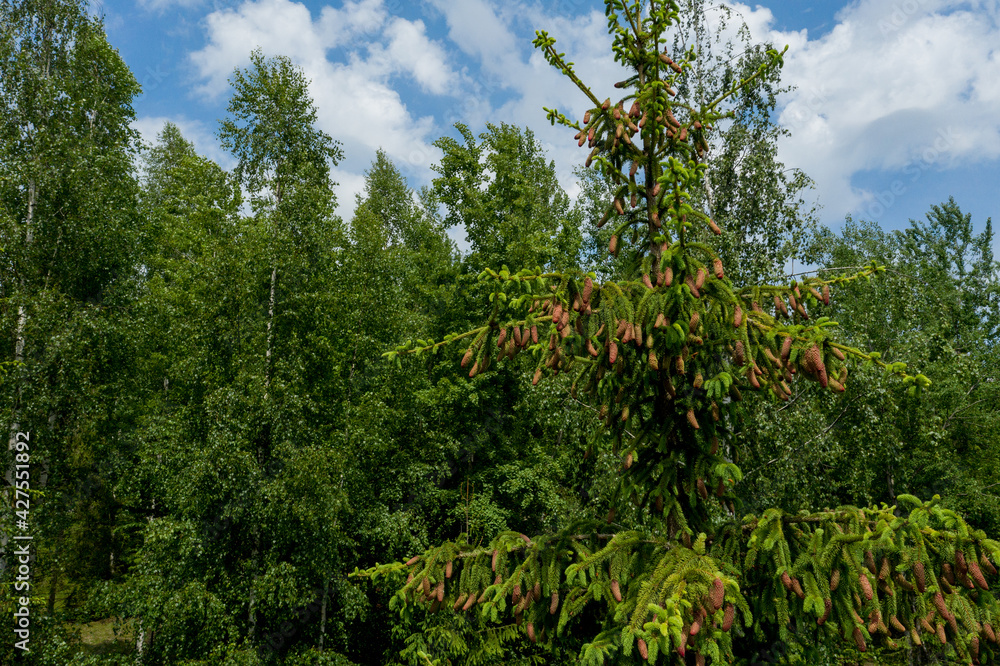 Fototapeta premium Young growing spruce blossom on a tip of branch spring, beautiful new cones in spruce