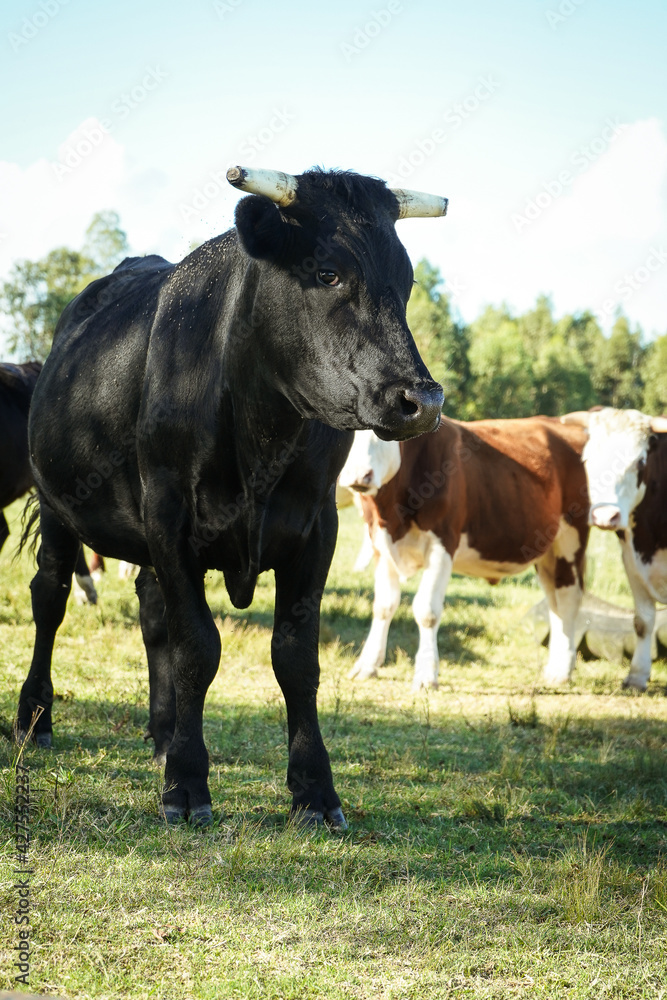 horned cow