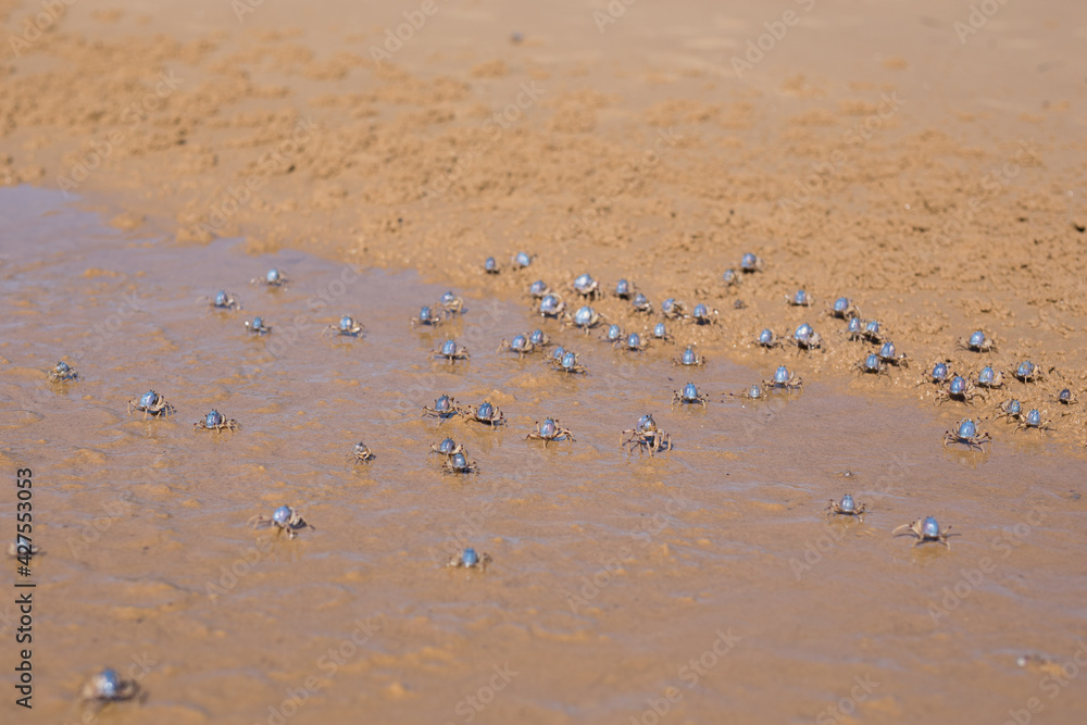 Crabs on the sand Crabs on the sand