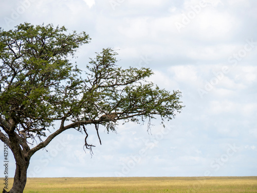 Serengeti National Park, Tanzania, Africa - February 29, 2020: Leopard resting on branch of tree on Safari