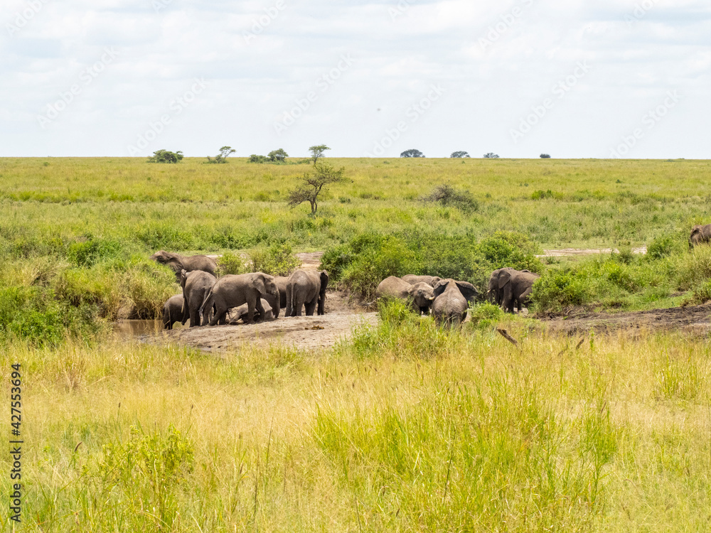 Serengeti National Park, Tanzania, Africa - February 29, 2020: Family of elephants playing along stream in Serengeti National Park Serengeti National Park, Tanzania, Africa - February 29, 2020: Family of elephants playing along stream in Serengeti National Park