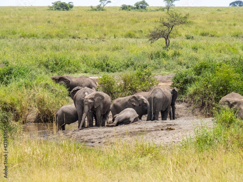 Serengeti National Park, Tanzania, Africa - February 29, 2020: Family of elephants playing along stream in Serengeti National Park
