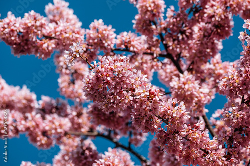 Detail of Cherry blossom in Spring
