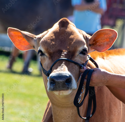 Photography beautiful brown cow on at the Easter Show in Sydney NSW Australia