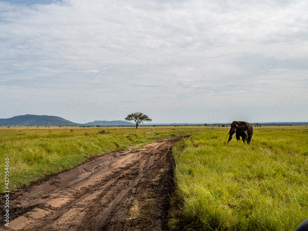 Serengeti National Park, Tanzania, Africa - February 29, 2020: African elephant crossing the dirt road of Serengeti National Park