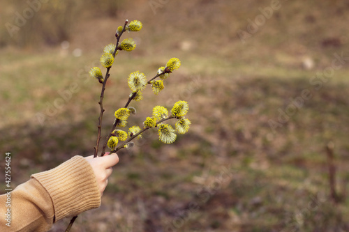 Girls hand in warm wool knitted clothes is holding a blossoming willow yellow flowers bouquet. Spring holidays decoration. Happy Easter congratulations. Copy space for text. photo