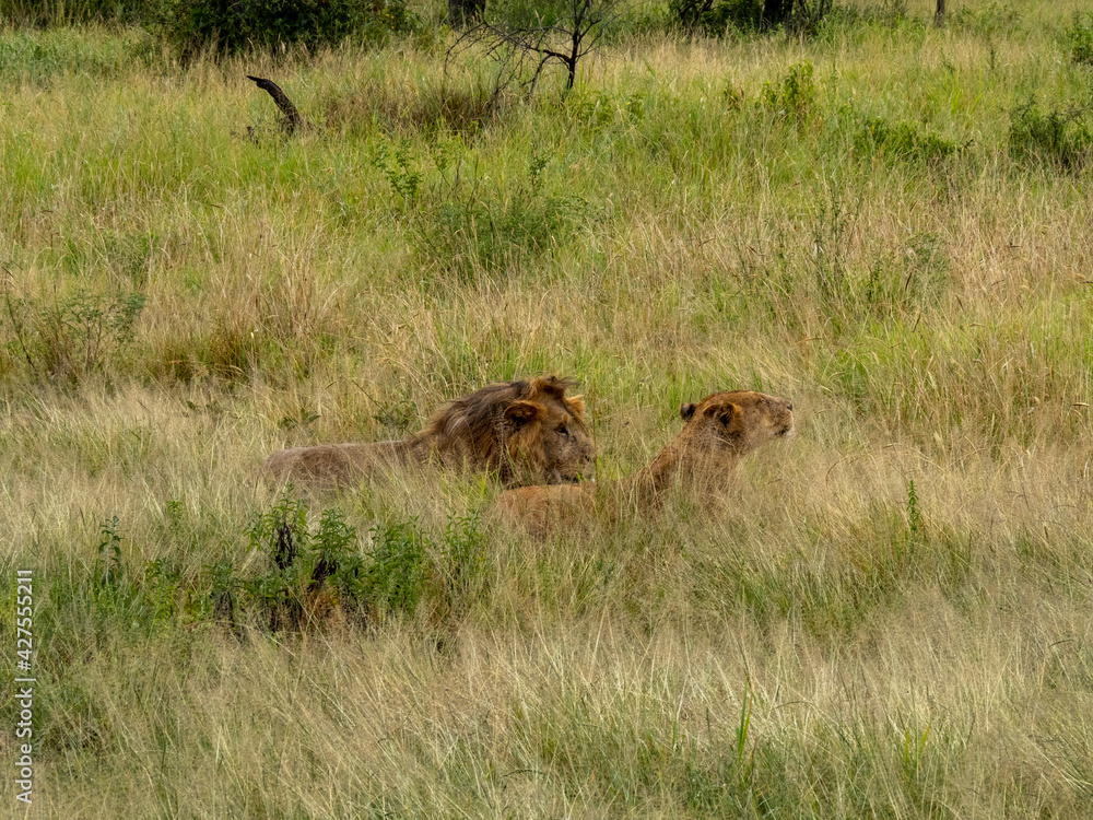 Fototapeta premium Serengeti National Park, Tanzania, Africa - February 29, 2020: Lion and Lioness lounging in the tall grass of Serengeti National Park