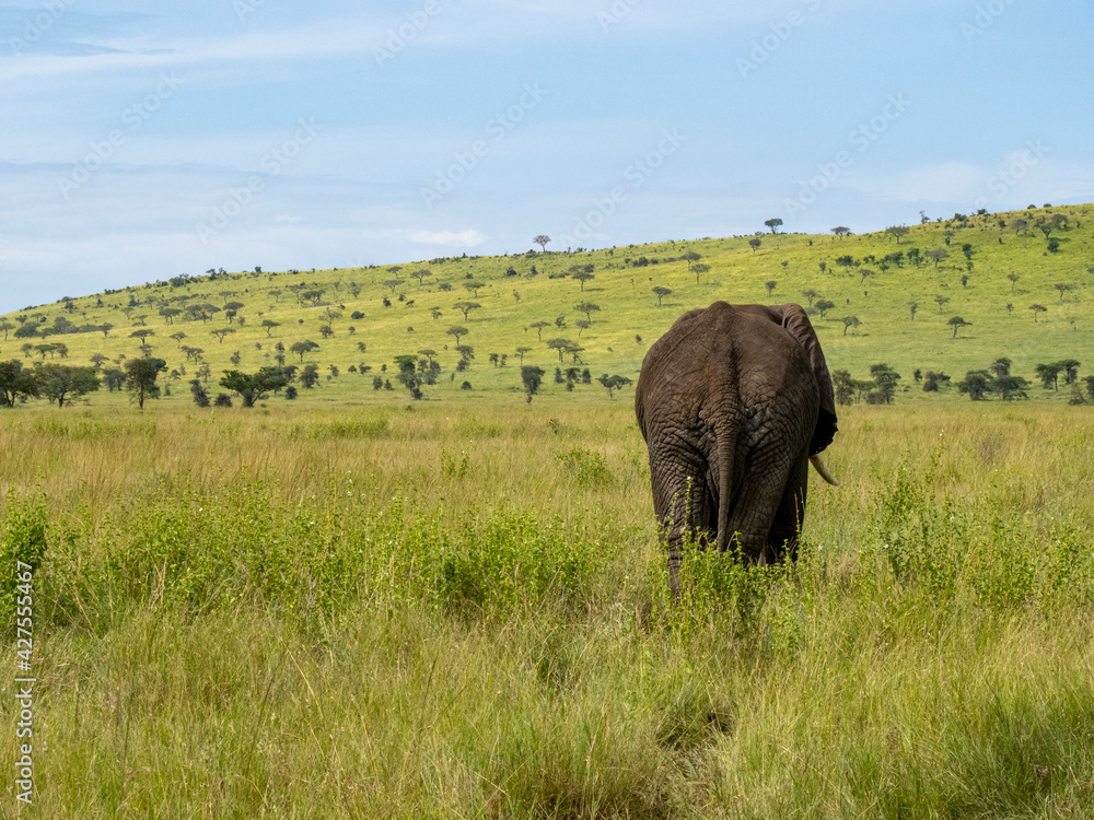 Fototapeta premium Serengeti National Park, Tanzania, Africa - February 29, 2020: Following behind an African elephant as it walks along the dirt road and the Savannah in Serengeti National Park