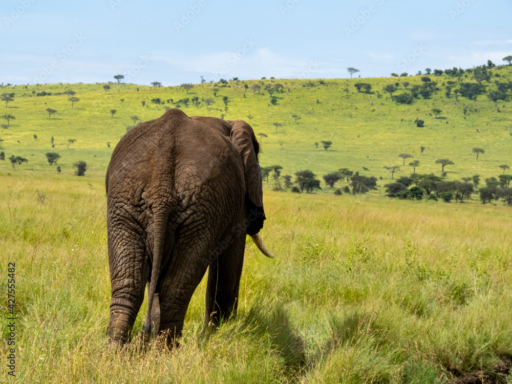 Fototapeta premium Serengeti National Park, Tanzania, Africa - February 29, 2020: Following behind an African elephant as it walks along the dirt road and the Savannah in Serengeti National Park