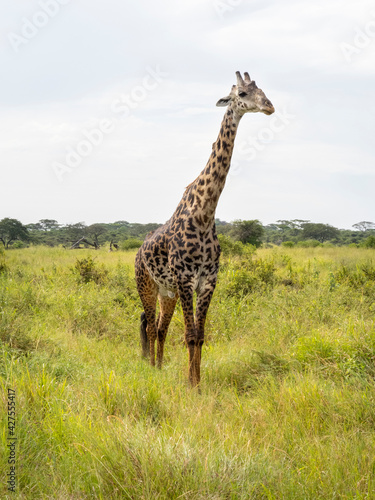Serengeti National Park, Tanzania, Africa - February 29, 2020: Giraffes eating leaves and Plants along the grassland of Serengeti National Park