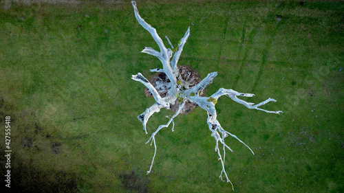 Ghost Tree