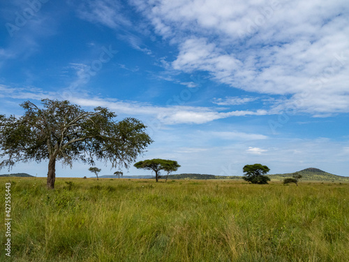Serengeti National Park, Tanzania, Africa - February 29, 2020: Acacia tree standing alone on the Savannah in Serengeti National Park