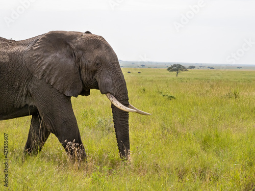 Serengeti National Park  Tanzania  Africa - February 29  2020  African elephant walking along savannah in Serengeti National Park